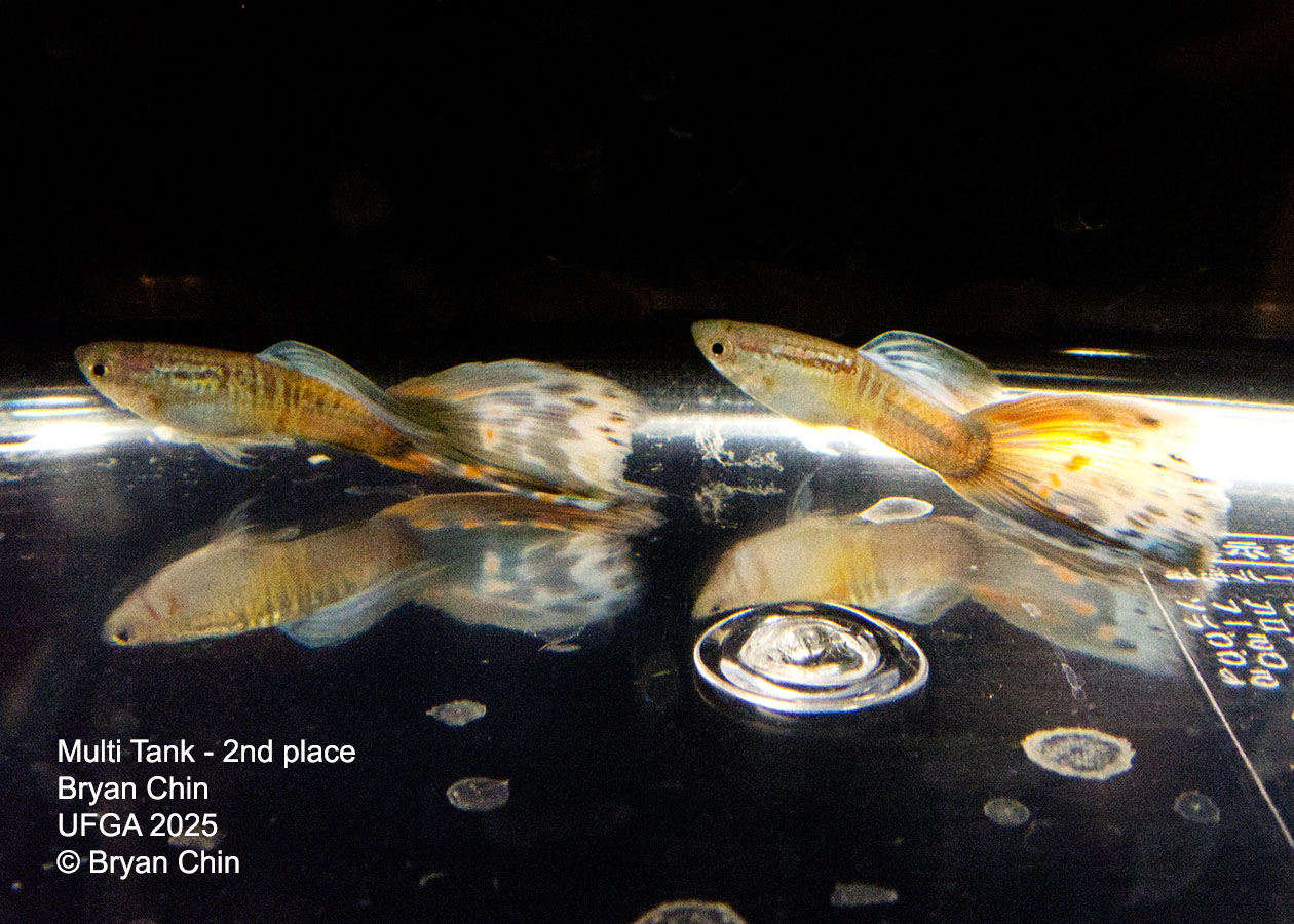 Guppy Muliti color